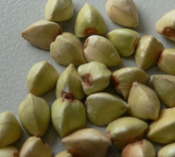 DAQIAOFANG BUCKWHEAT KERNELS