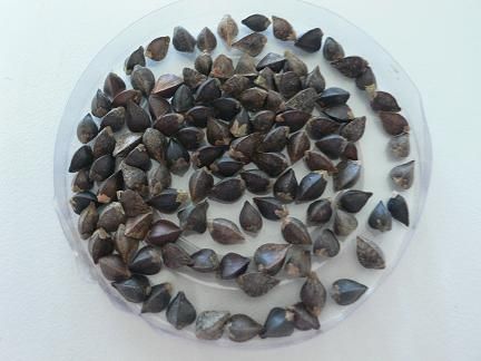 RAW BUCKWHEAT