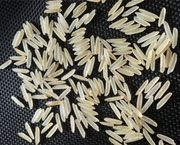 rice  1121 Sella 