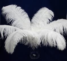 Ostrich Feathers