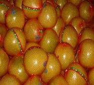 Citrus fruit