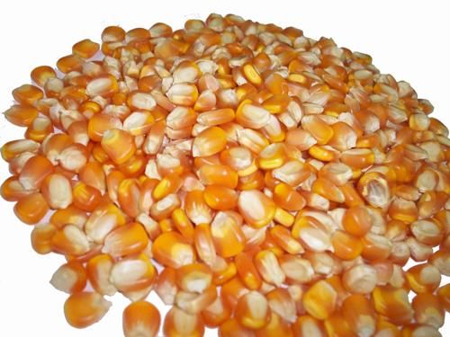 best quality yellow corn 