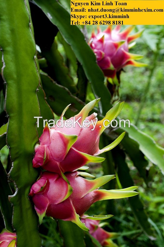 Fresh Dragon Fruit/Pitaya (White/Red Flesh)