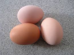 Chicken egg