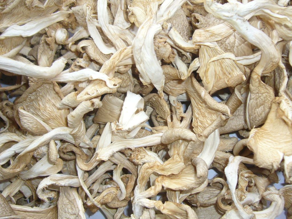 Oyster mushroom