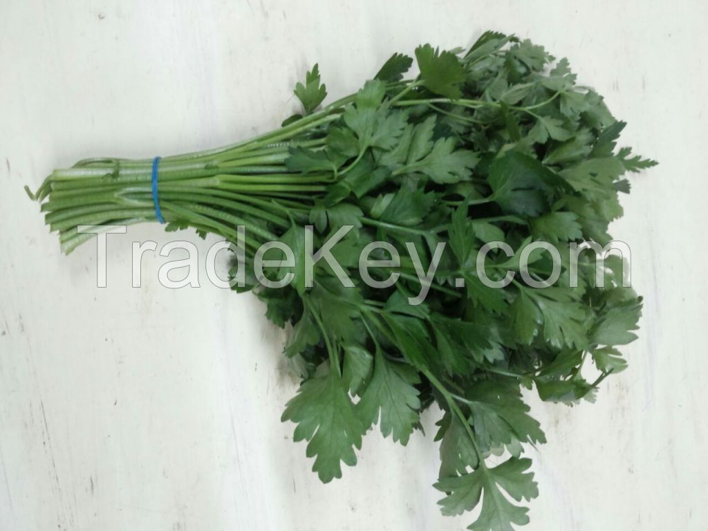 Coriander