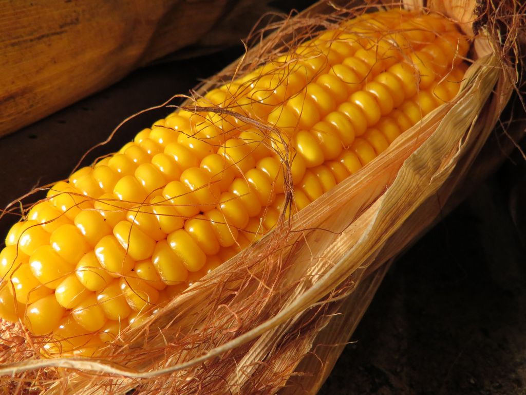 Yellow Corn Grade 2