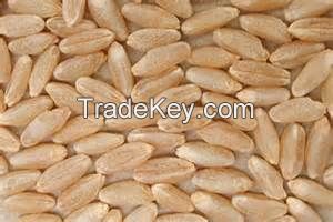 Durum Wheat