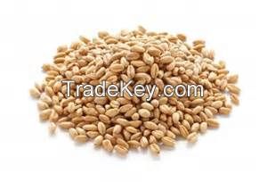 Soft Milling Wheat