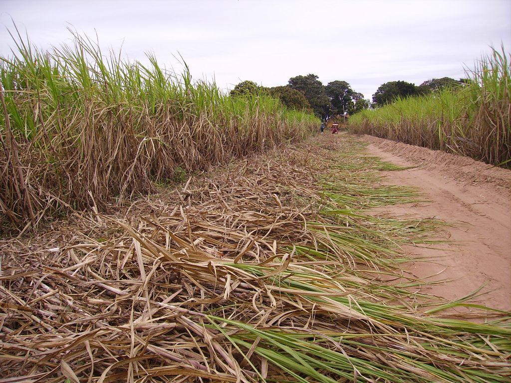 TAGRM SH5II sugarcane harvesting machine/combine harvester