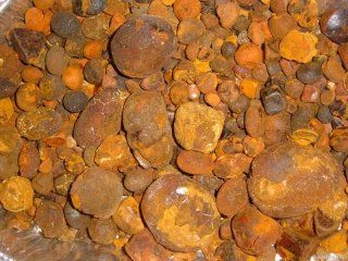 Cow Gallstones