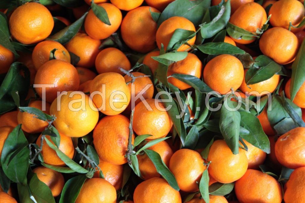 citrus fruit baby mandarin orange