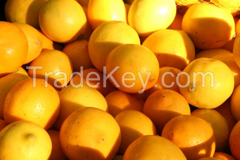 FRESH SEEDLESS LEMON