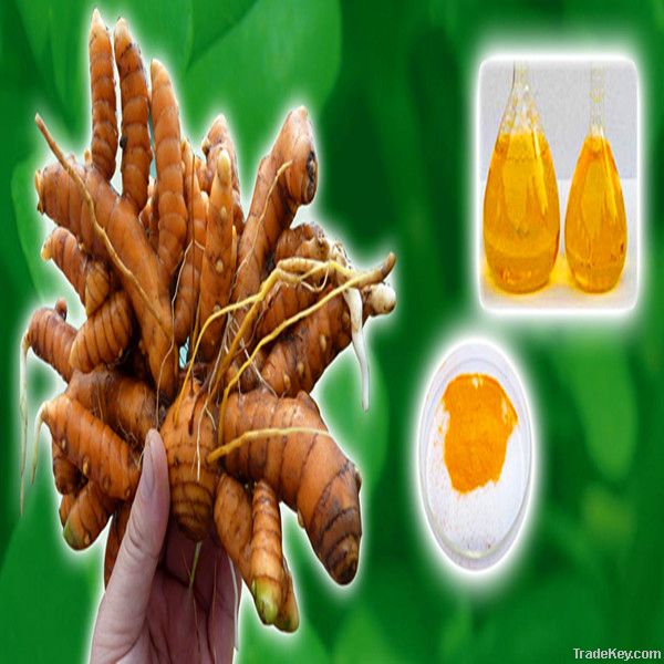 High Quality Turmeric Root Extract