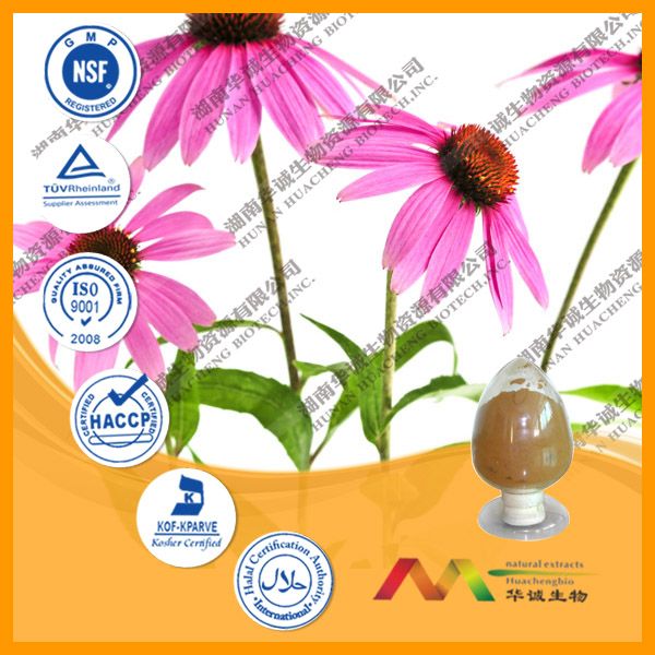 Echinacea Extract