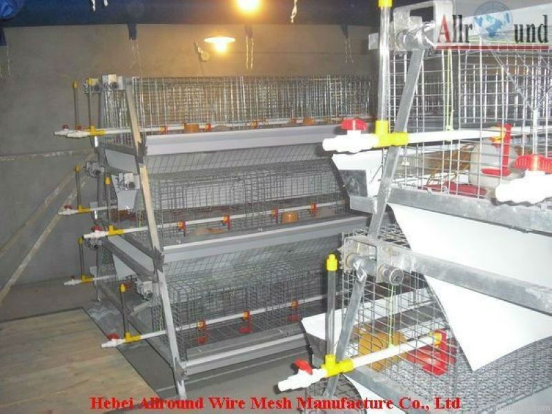 Battery cages for broiler chicken