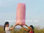 Sky Lantern, Khoom Fay, Khom Loy