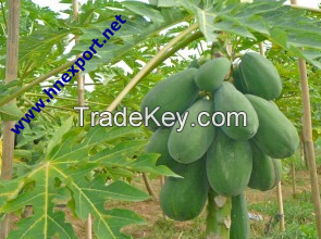 Green Papaya