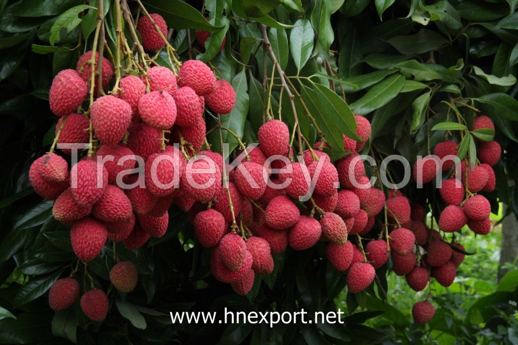 Litchi