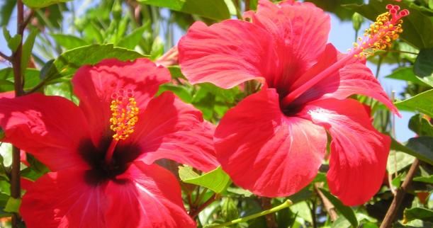 Hibiscus Rosa-Sinensis Leaf