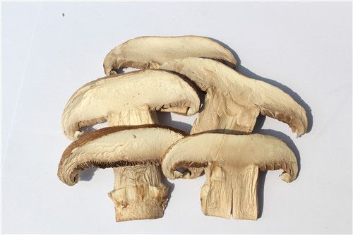 DRIED MUSHROOM