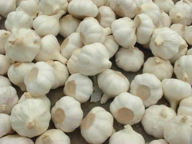 Fresh Garlic