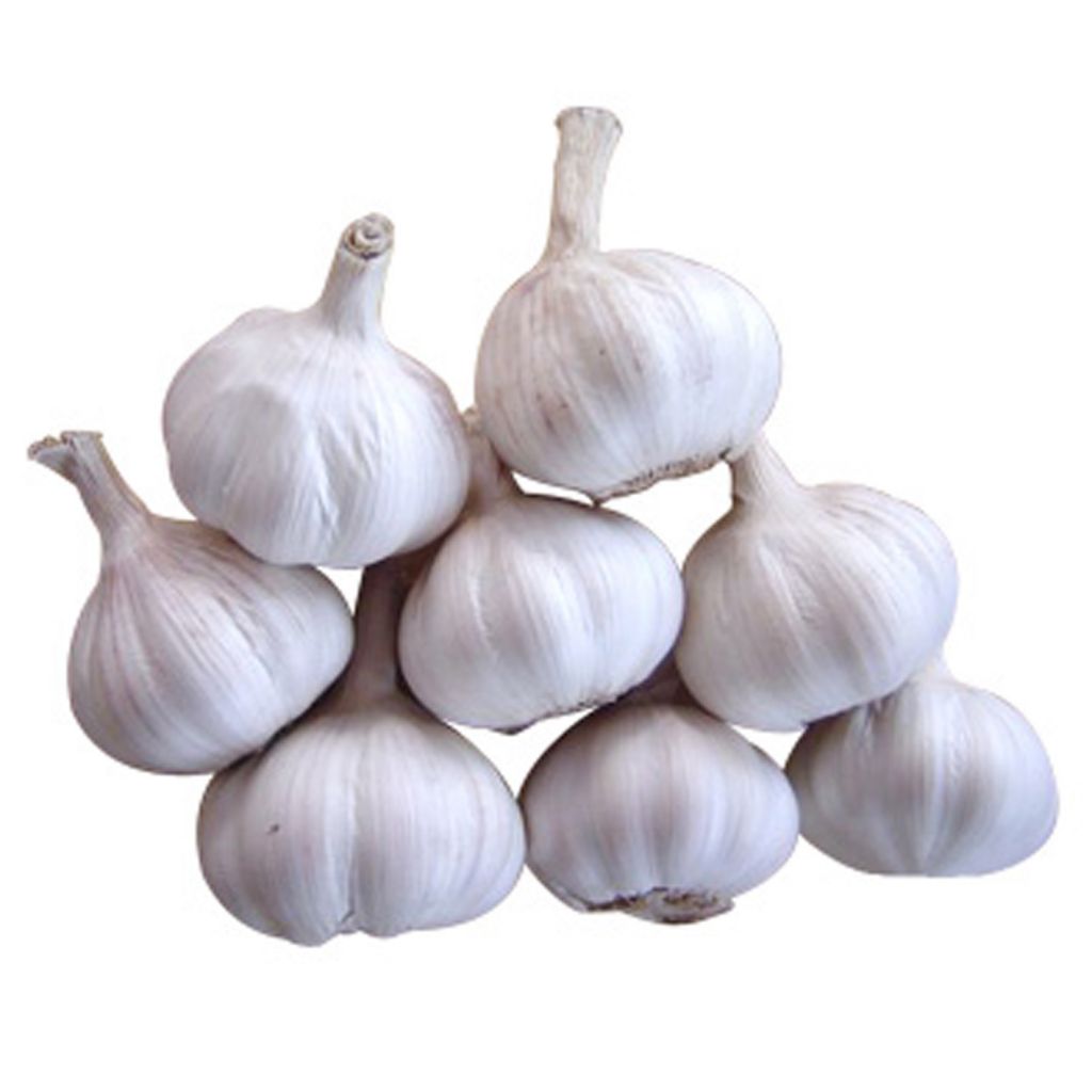 Fresh Garlic