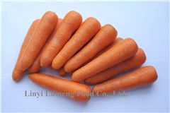 Fresh Carrot