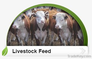 Livestock Feed