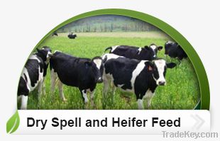 Dry Spell And Heifer Feed