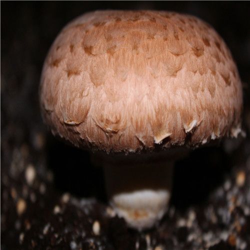 portabella mushroom