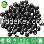 Black Bean Extract