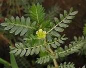 Tribulus terrestries extract powder up to 60%