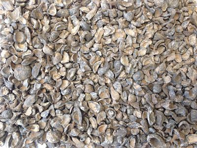 Palm Kernel Shells