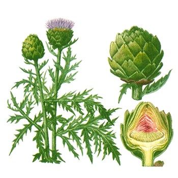 Artichoke P.E