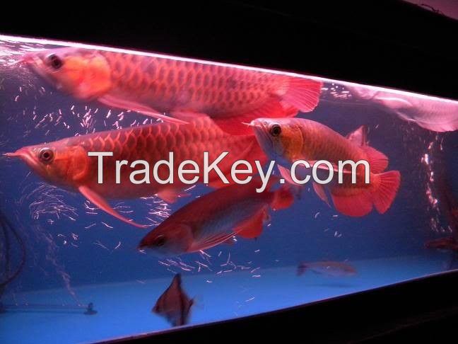 Top Quality Grade AAA Asian Arowana Fishes From Genuine Breeders Available On Sale Now