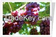 Grape Seeds P.E