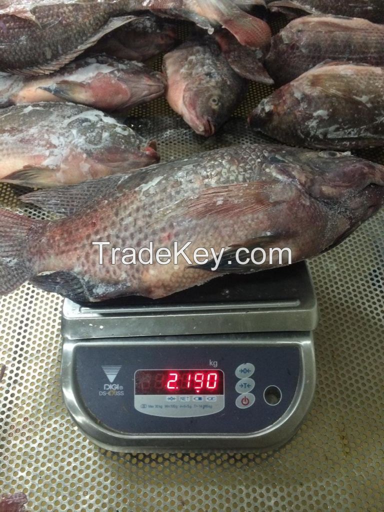 Quality Tilapia from Thailand