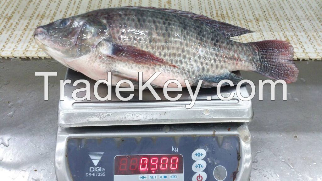 Quality Tilapia from Thailand