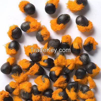 Strelitzia Reginae Seeds (Bird of Paradise, Crane Flower)