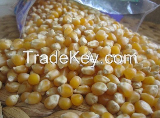 White and Yellow Maize Corn