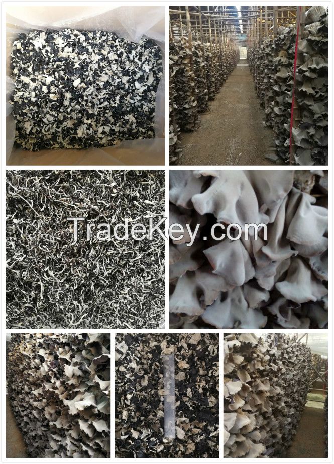 Dried White Back Black Fungus Mushroom Slices