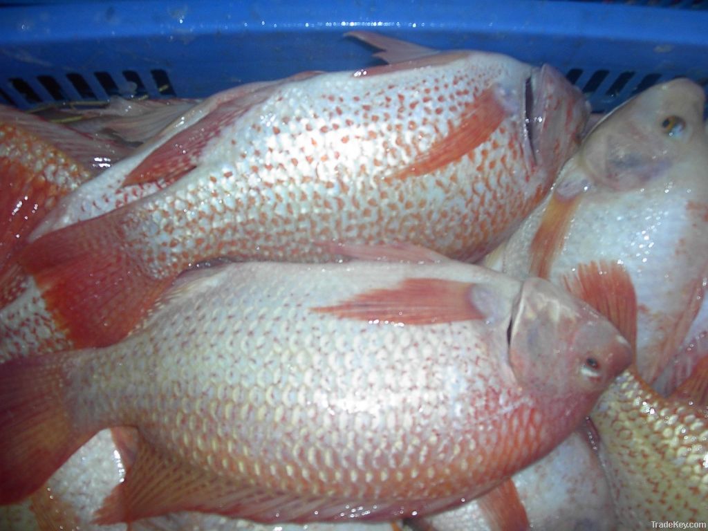 Frozen Tilapia Whole and Fillet