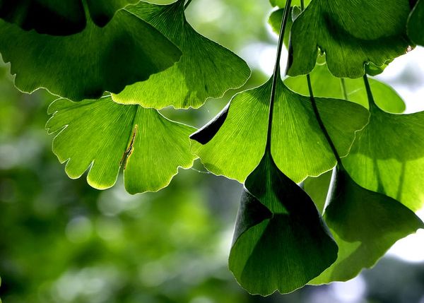 Ginkgo biloba extract