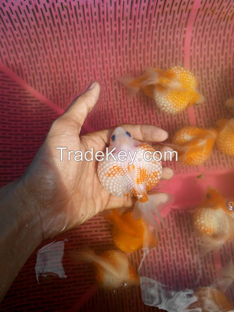 gold fish for export