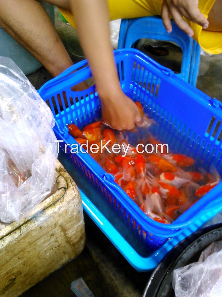 gold fish for export