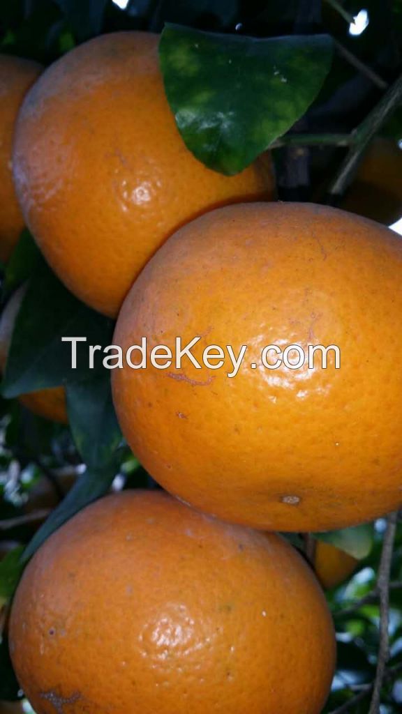 Best A Grade Oranges