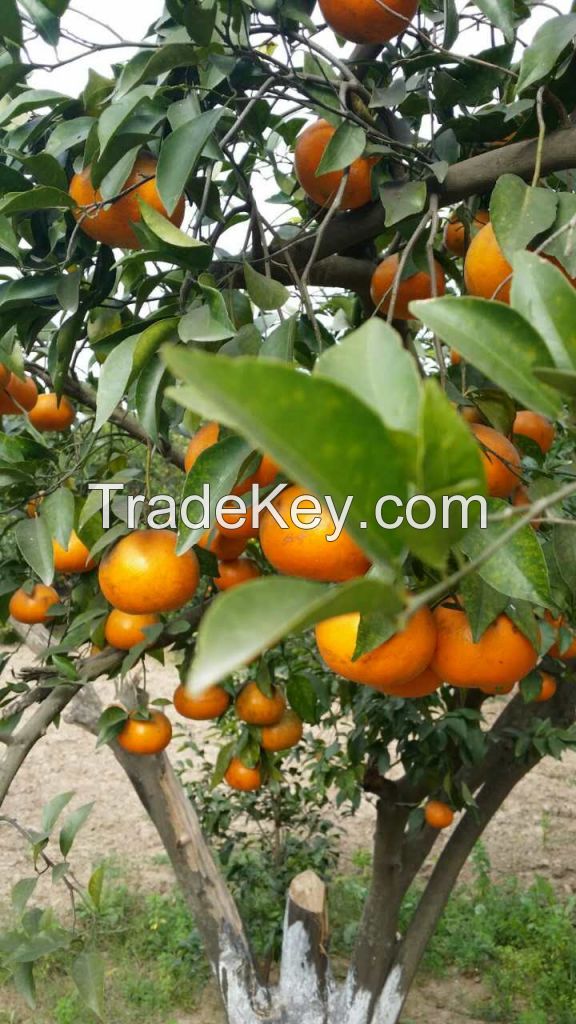 Best A Grade Oranges