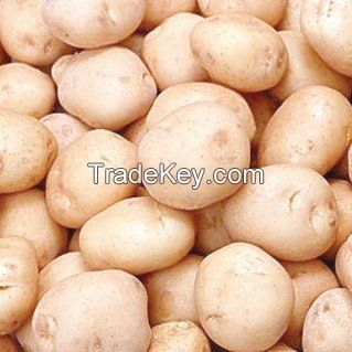 Export Quality Potato