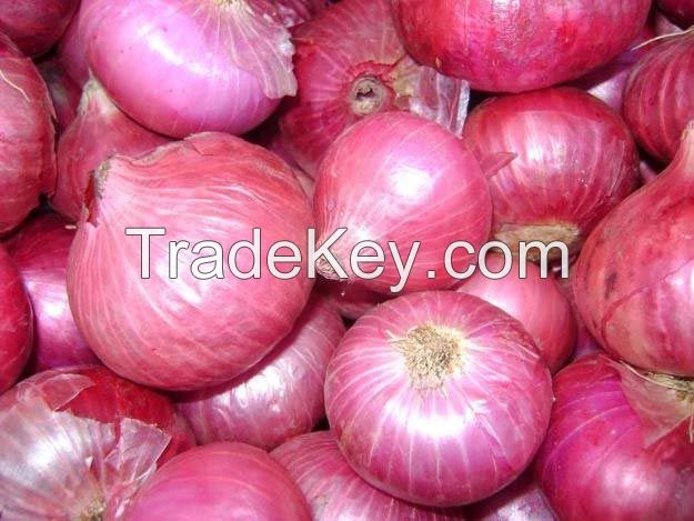 Export Quality Onion